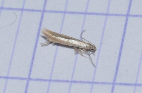 Coleophora caespititiella